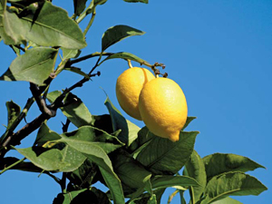 citrons de sicile